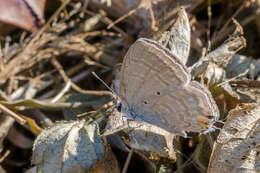 Imagem de Catochrysops