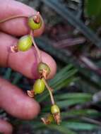 Image of Bulbophyllum sandrangatense Bosser