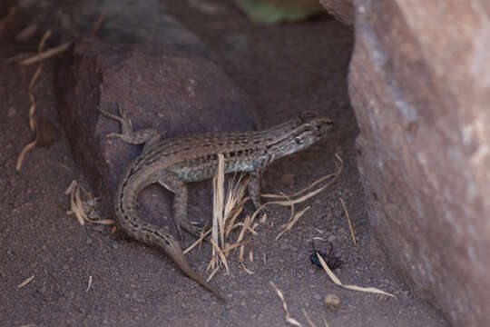 Image of Black-green Tree Iguana