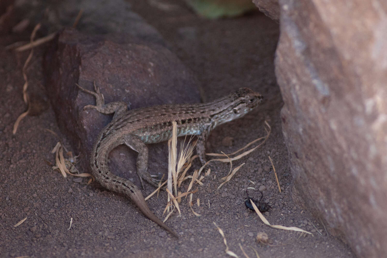 Image of Black-green Tree Iguana