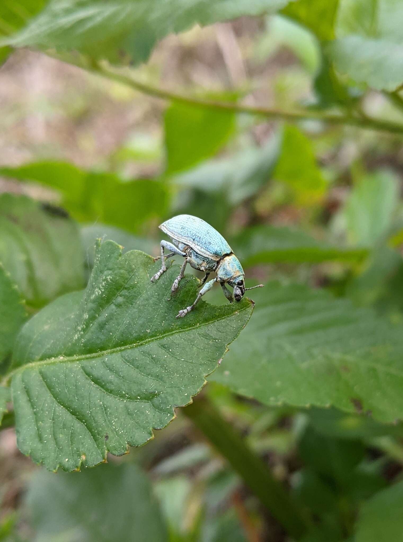 Image of Blue-green citrus weevil