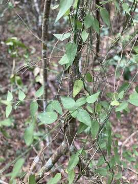 Image of Orthosia virgata (Poir.) Fourn.