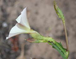 Image of Convolvulus capensis Burm. fil.