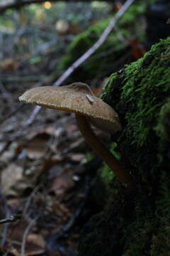 Image of Pluteus granularis Peck 1885