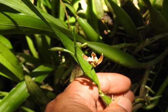 Imagem de Prosthechea livida (Lindl.) W. E. Higgins