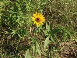 Image of stiff sunflower