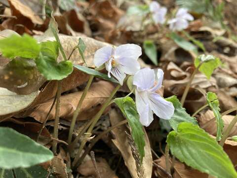 Image of Viola bissetii Maxim.