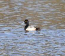 Image of Lesser Scaup