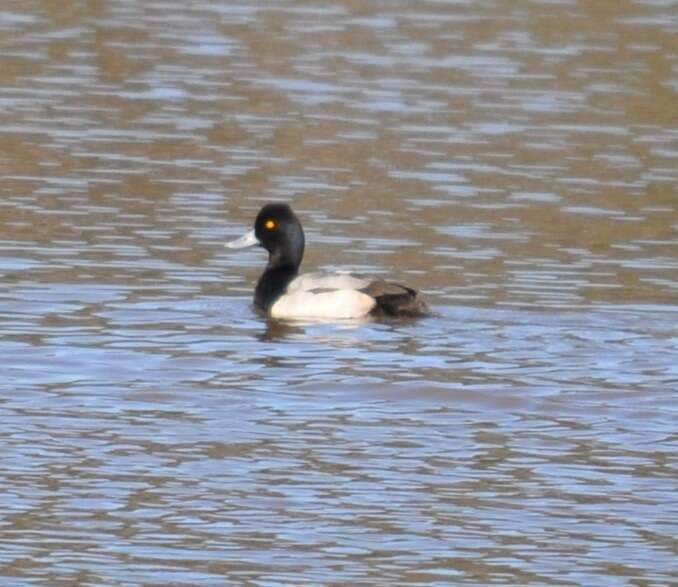 Image of Lesser Scaup