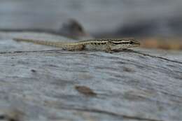 Image of Bradfield's Dwarf Gecko