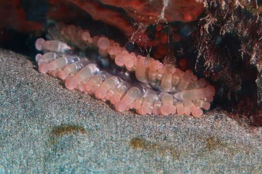 Image of blunt-tentacled anemone