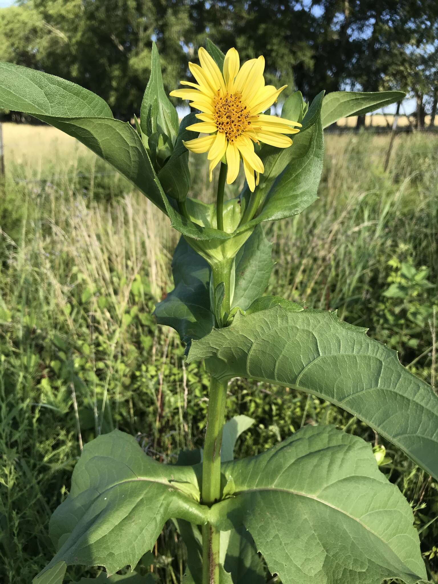 <i>Silphium <i>perfoliatum</i></i> var. perfoliatum resmi