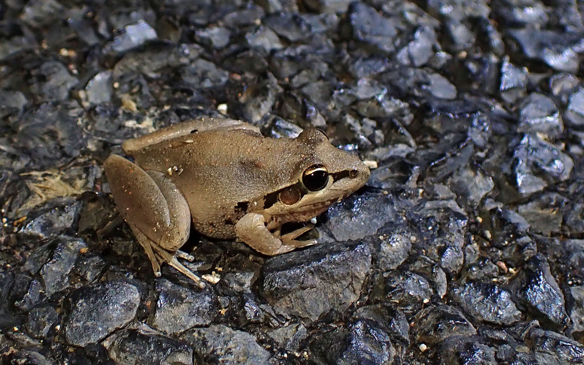 Litoria latopalmata Günther 1867的圖片