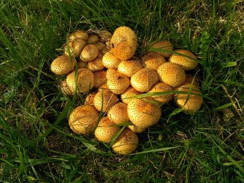 Image of Pholiota kodiakensis A. H. Sm. & Hesler 1968