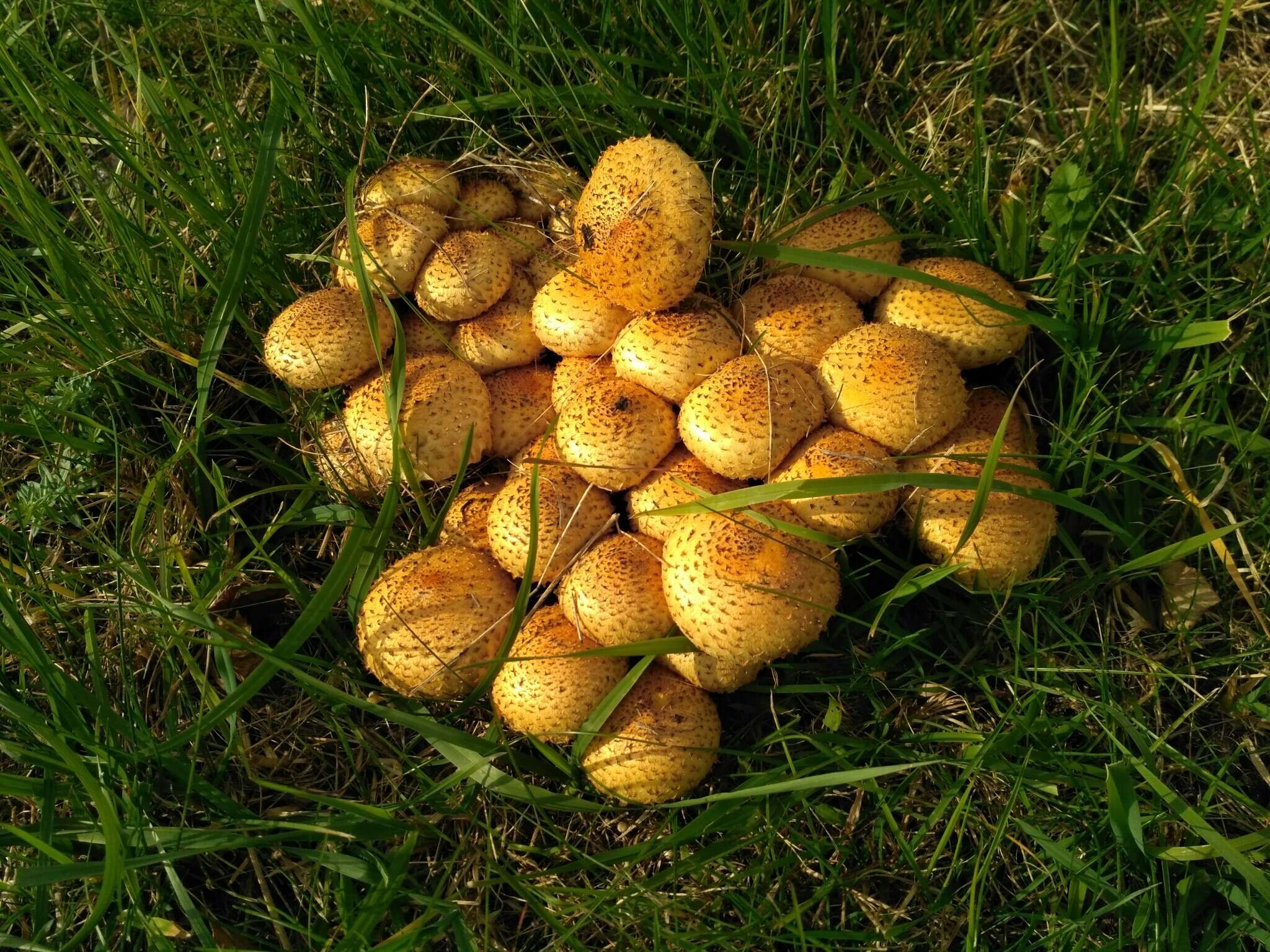 Imagem de Pholiota kodiakensis A. H. Sm. & Hesler 1968