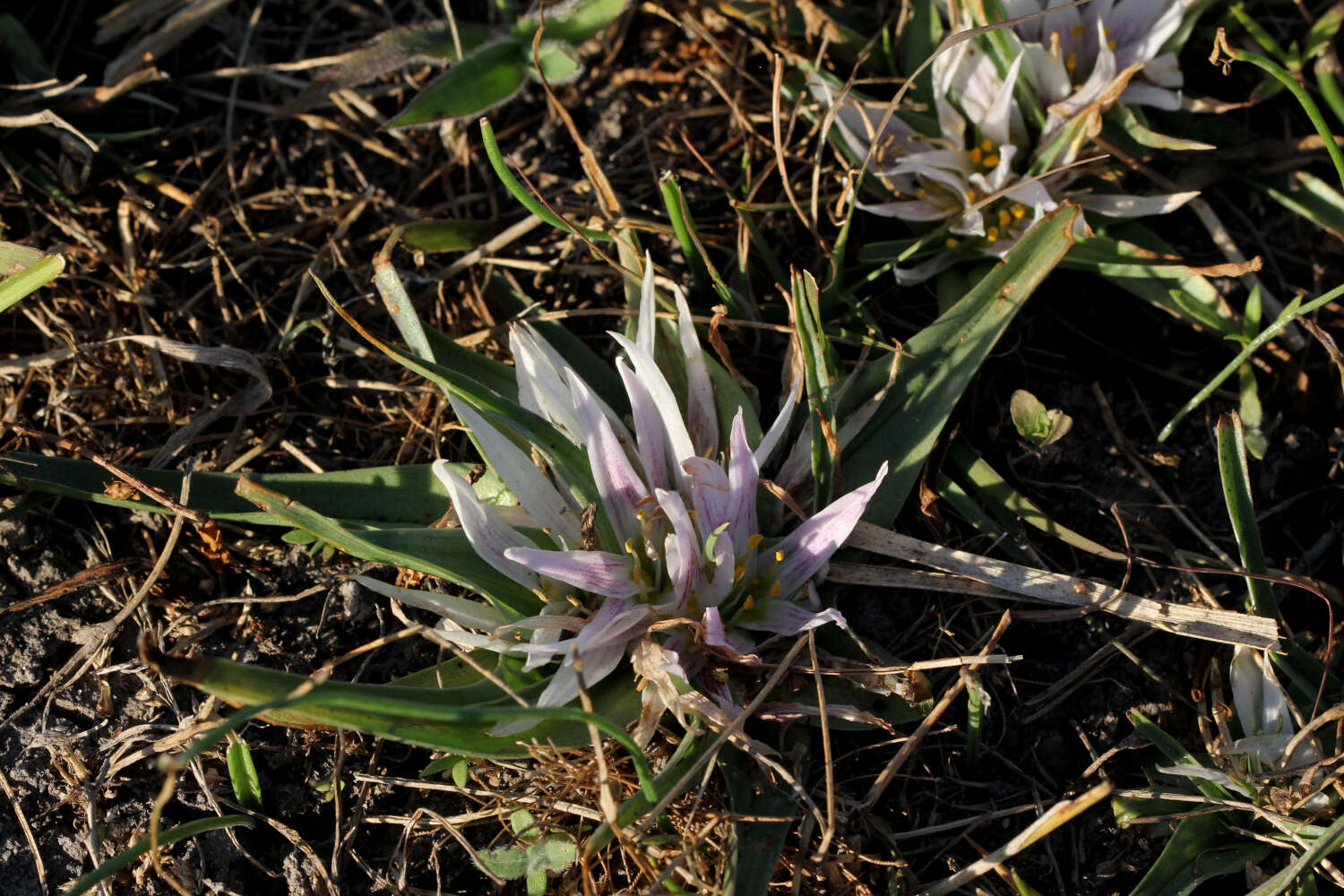 Image of Androcymbium roseum Engl.