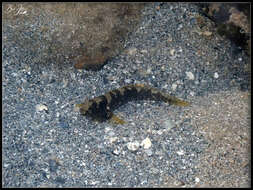 Image of Maude&#39;s shrimpgoby