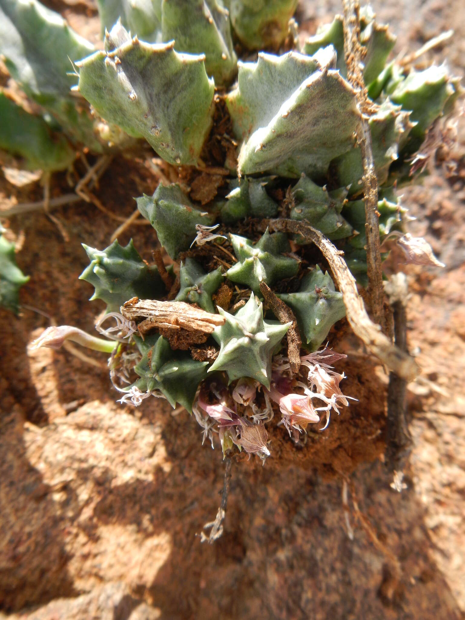 Plancia ëd Ceropegia humilior (L. C. Leach) Bruyns