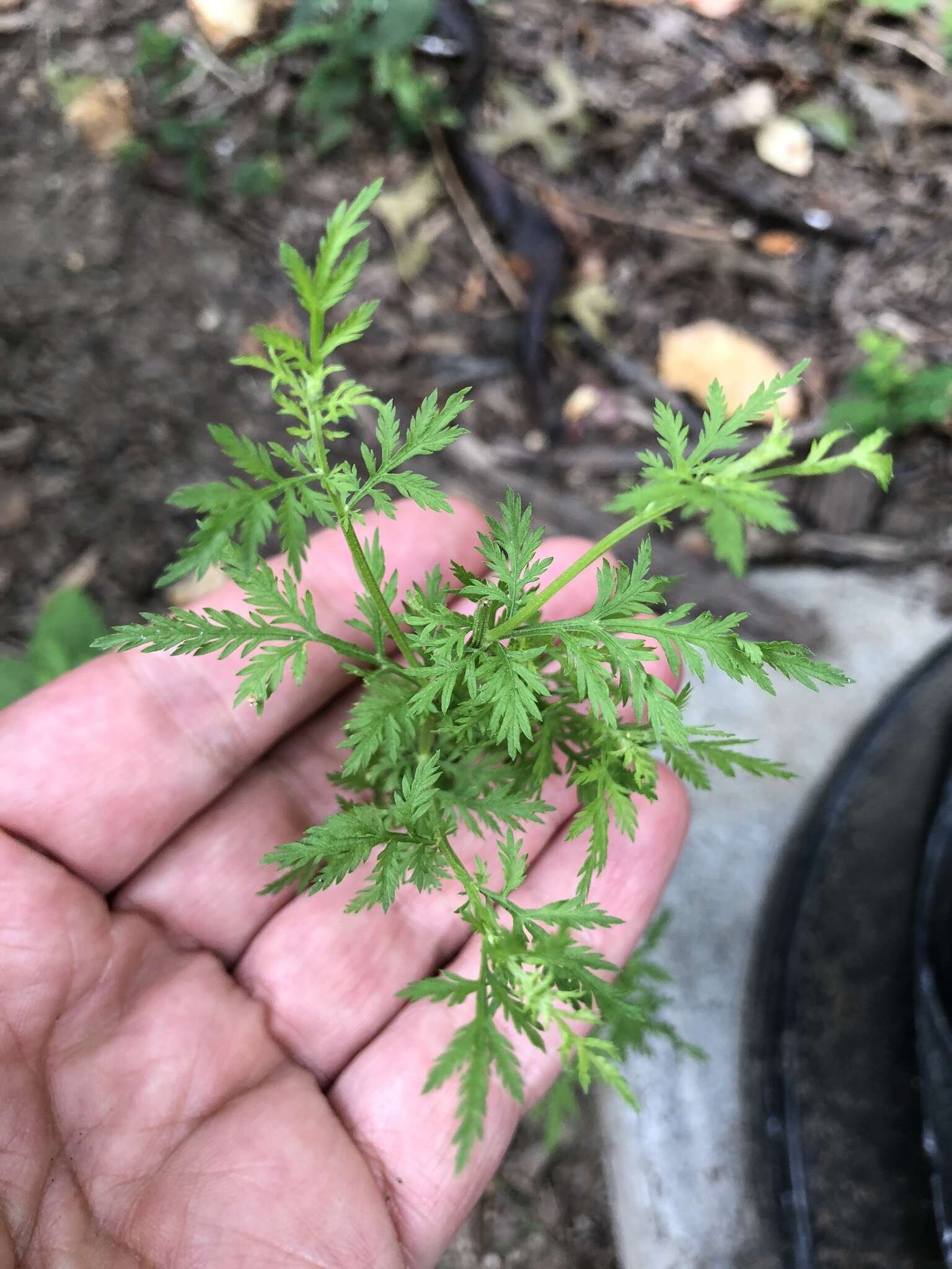 Imagem de Artemisia annua L.