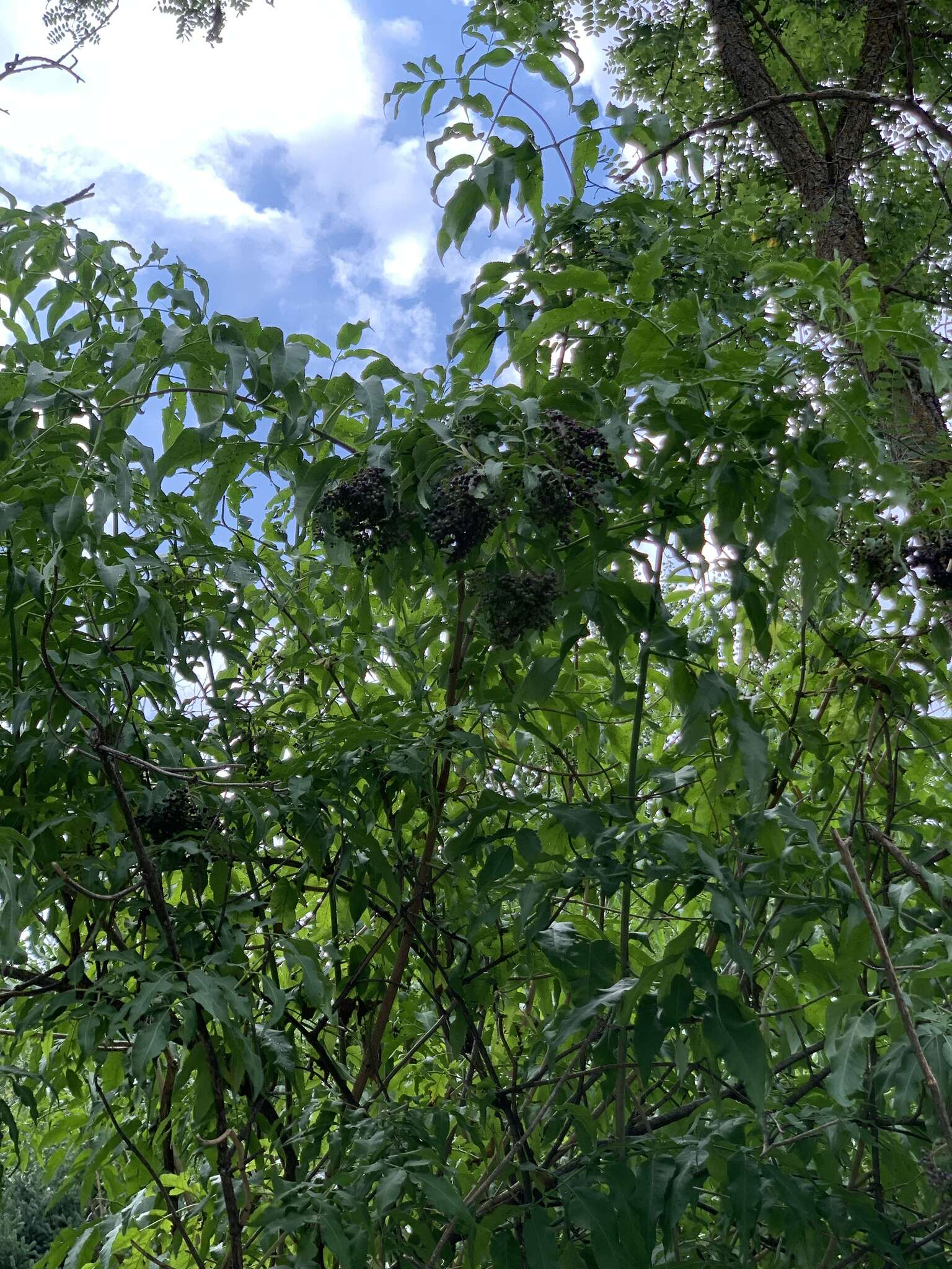 Image of Sambucus cerulea var. neomexicana