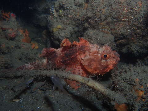 Image of Western red rockcod