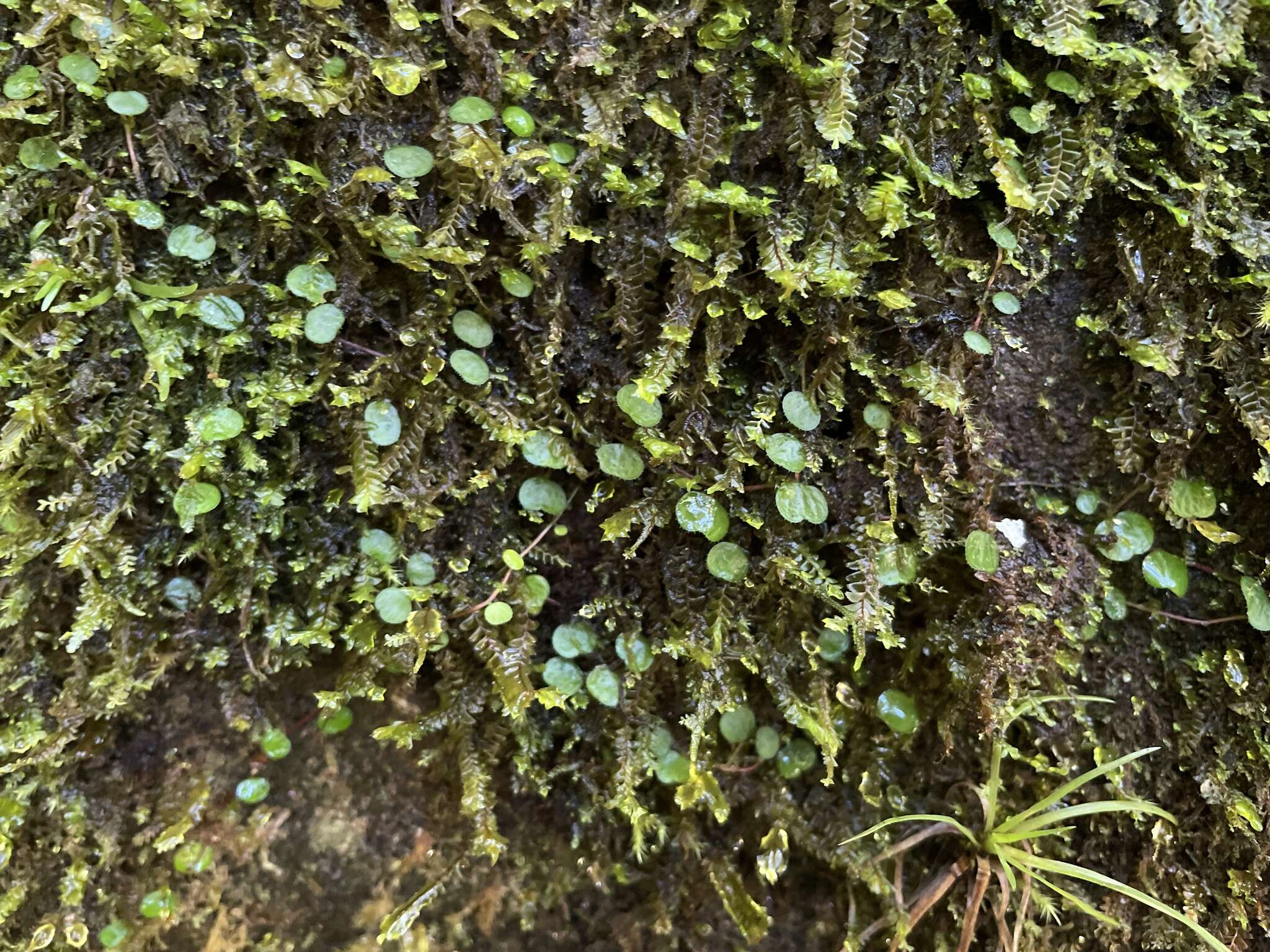 Image of Guadeloupe peperomia