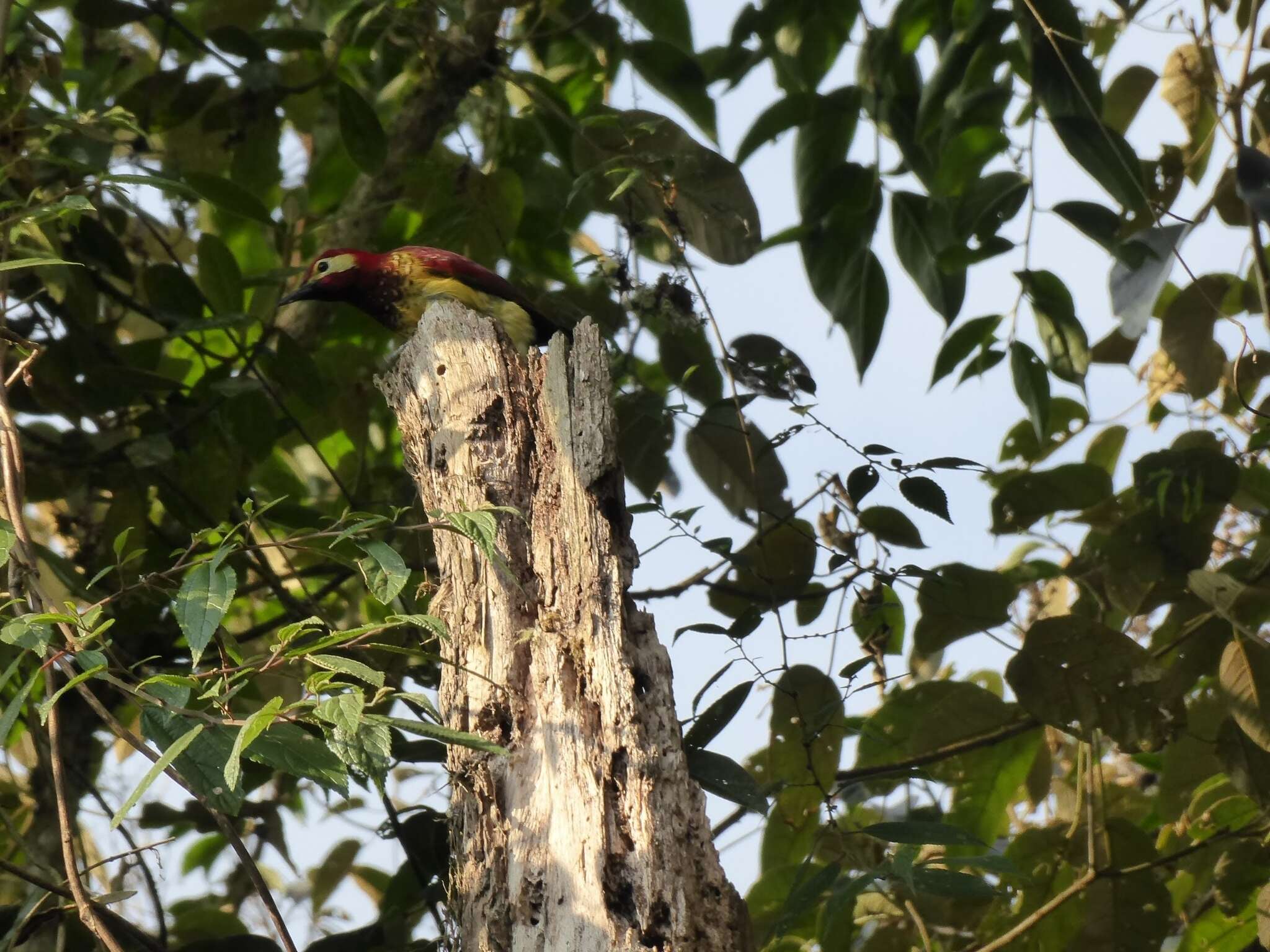 Image of Crimson-mantled Woodpecker