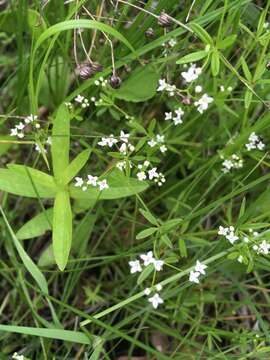 Image of Wild madder