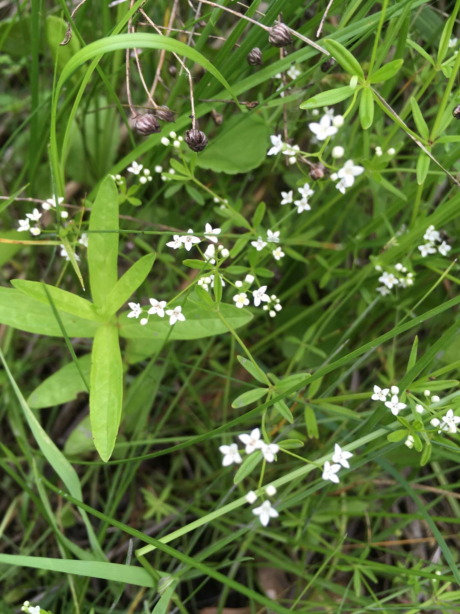 Plancia ëd Galium obtusum Bigelow