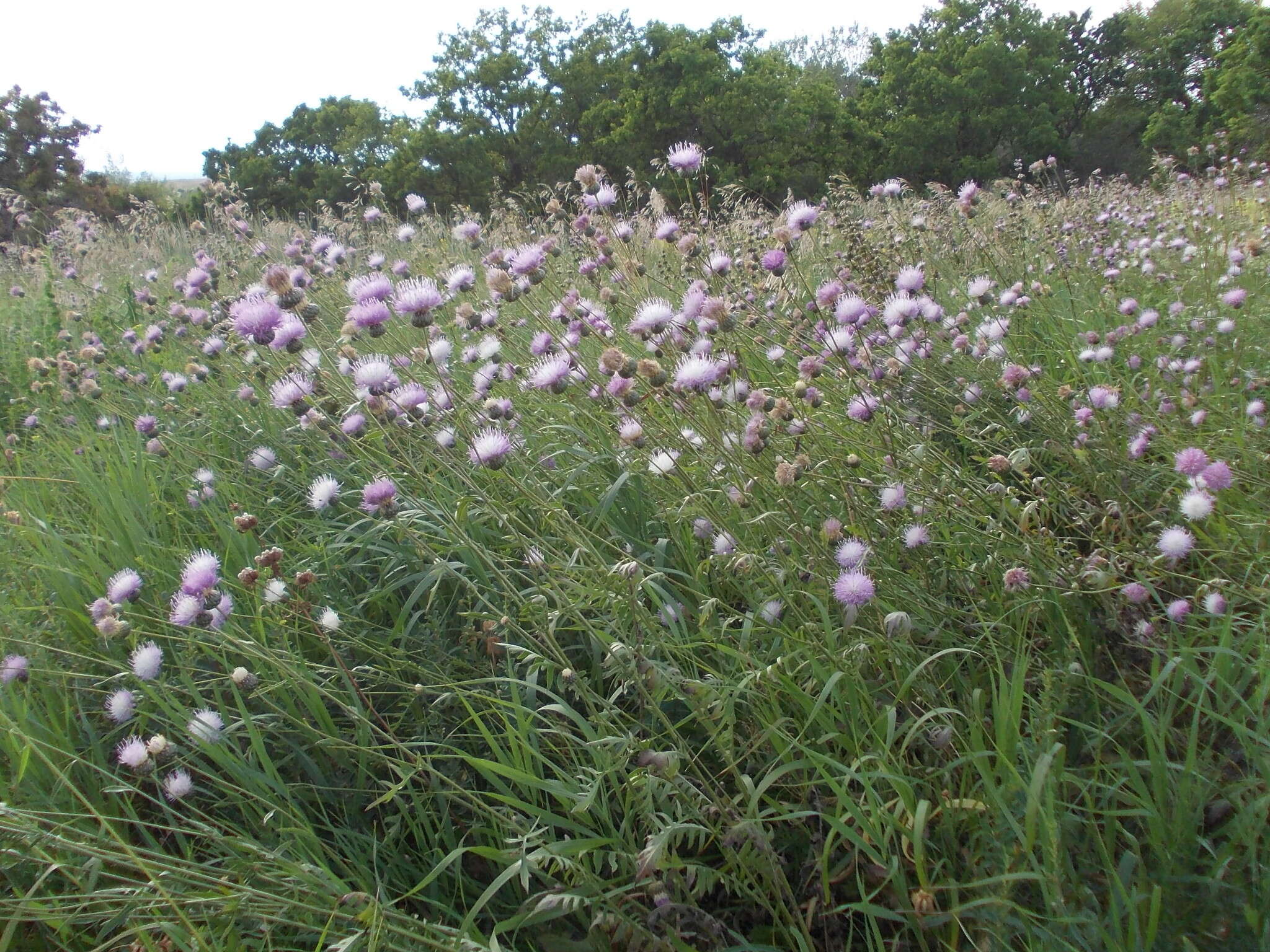 صورة Klasea radiata (Waldst. & Kit.) A. & D. Love