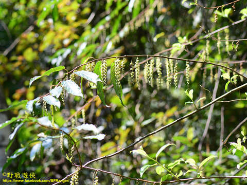 Image de Stachyurus himalaicus Hook. fil. & Thoms. ex Benth.