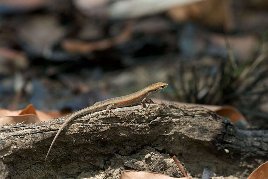 Image of Slender Rainbow-skink