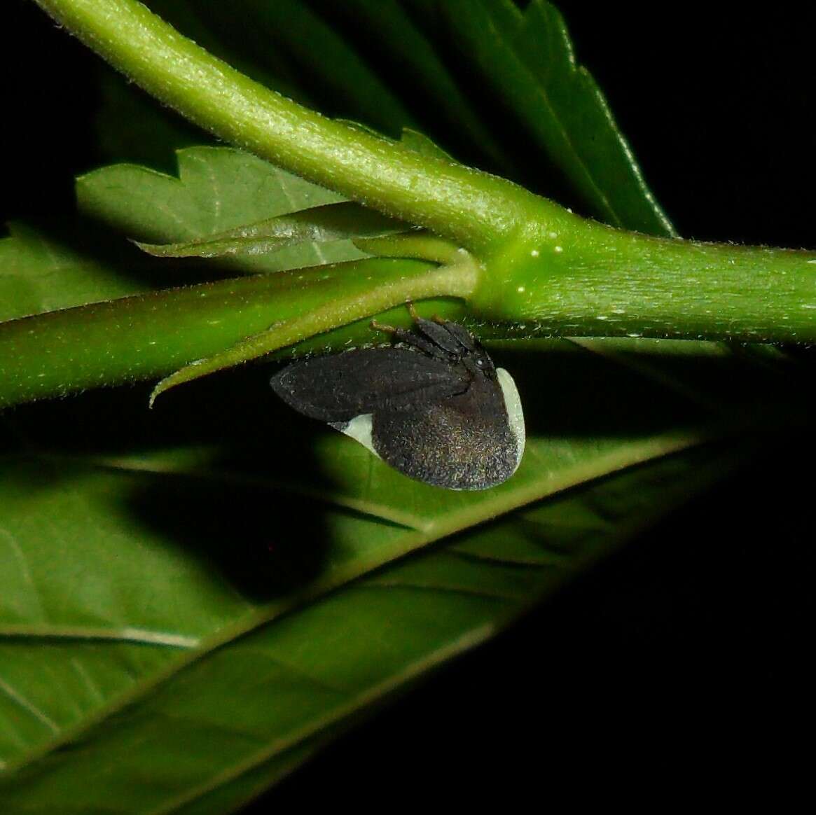 Image of Membracis dorsata Fabricius