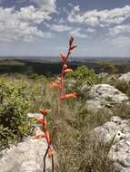 Image of Dyckia remotiflora A. Dietr.