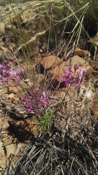 Image of Sieruela maculata (Sond.) Roalson & J. C. Hall