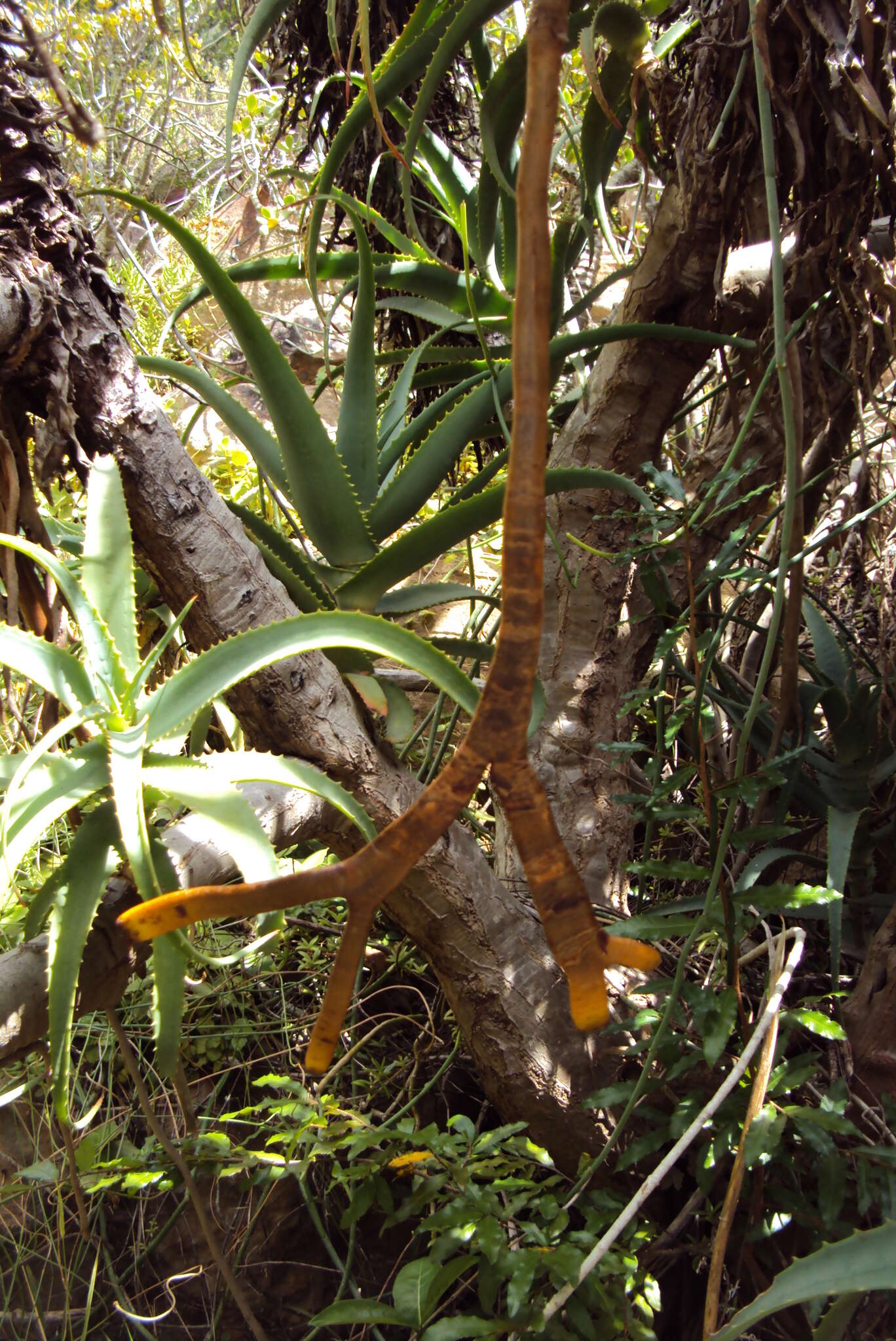 Image of candelabra aloe
