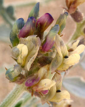 Image of freckled milkvetch