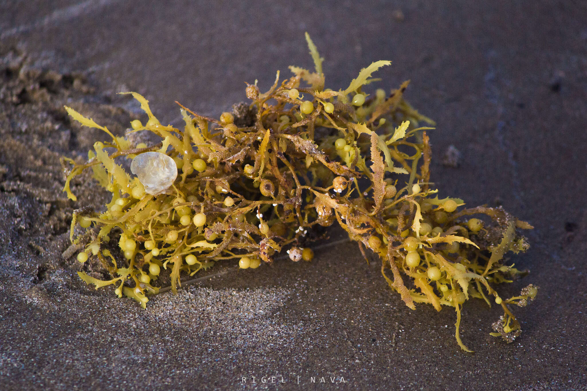 Image of Sargassum fluitans