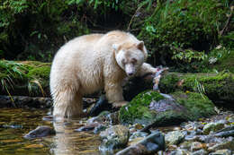 Image of Kermode bear