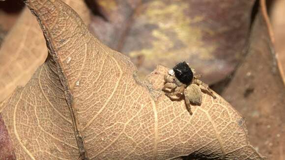 Image of Langelurillus onyx Caleb, Sanap, Joglekar & Prajapati 2017