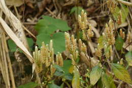 Plancia ëd Lepidagathis formosensis C. B. Cl. ex Hayata