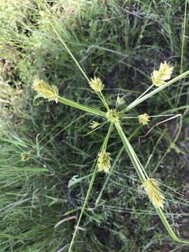 Image of Wright's flatsedge