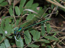 Image of Umma electa Longfield 1933