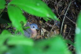 Image of Variegated Tinamou