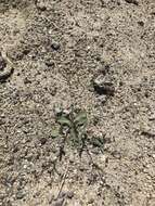 Image of spotted buckwheat