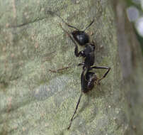 Plancia ëd Camponotus japonicus Mayr 1866