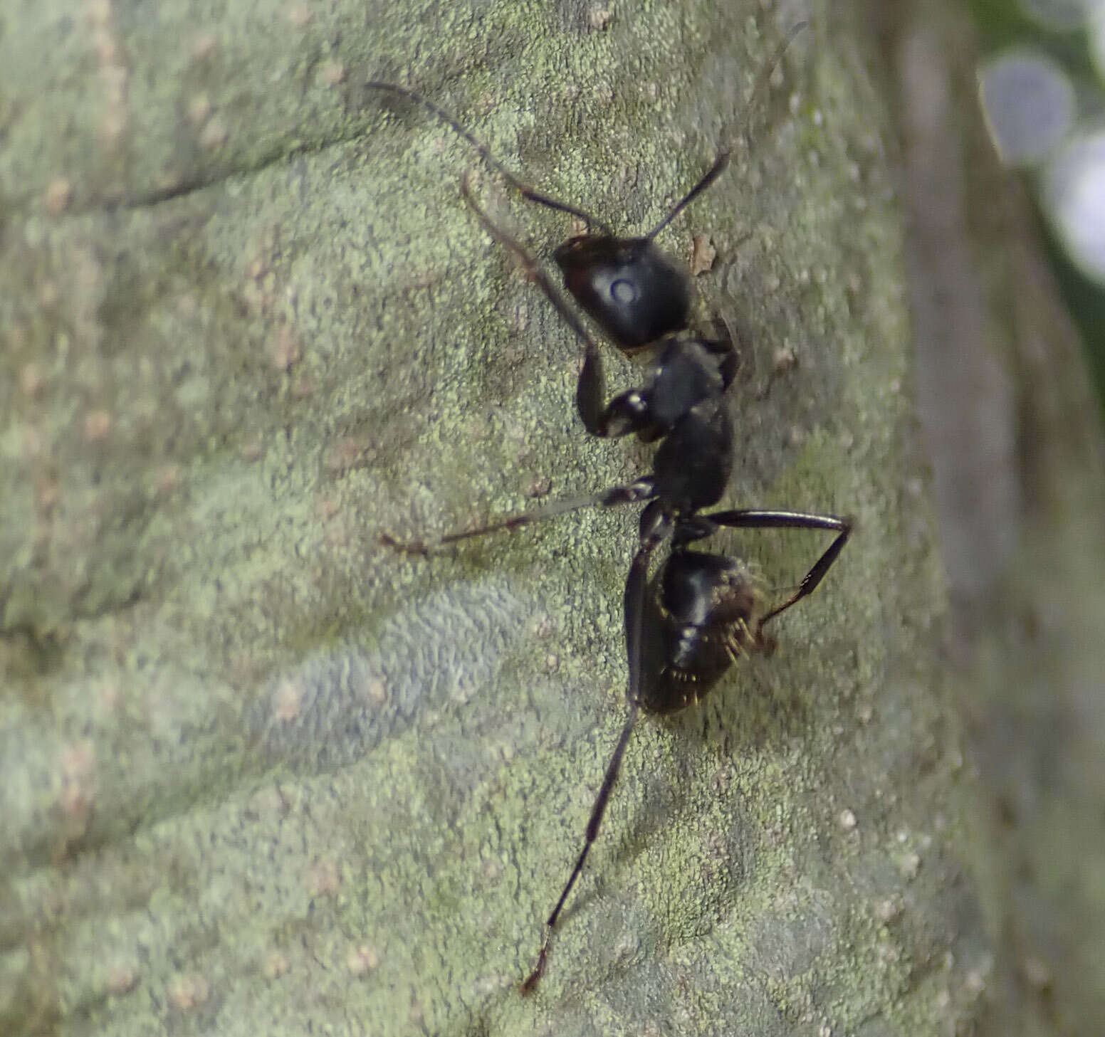 Plancia ëd Camponotus japonicus Mayr 1866