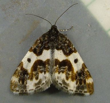 Image of Western White-Ribboned Carpet