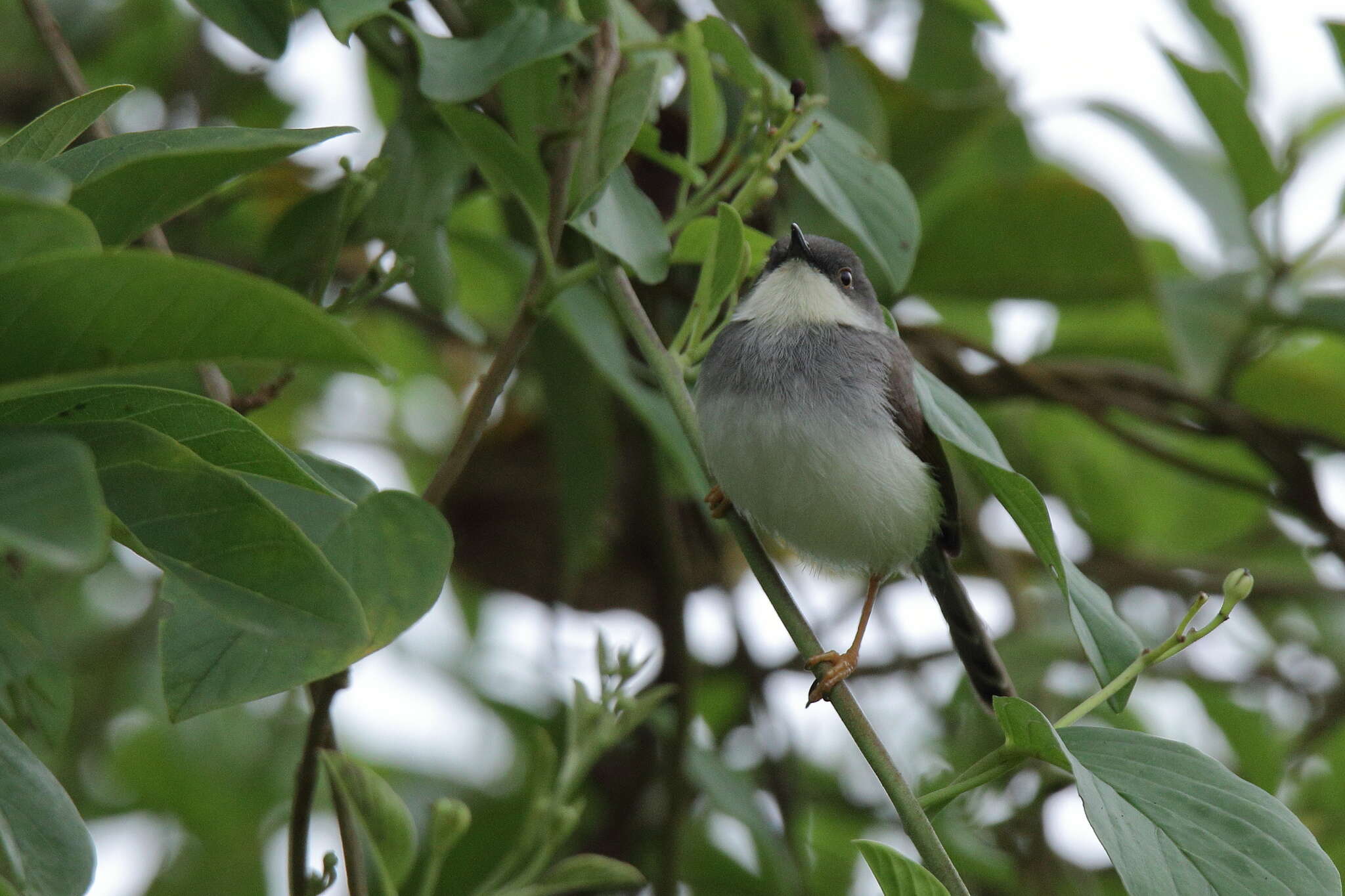 Image of Grey-breasted Prinia