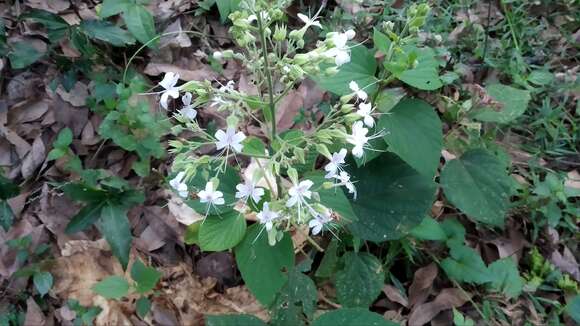 Imagem de Clerodendrum infortunatum L.